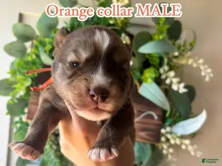 Siberian Husky dogs Orange collar male - Ad 22