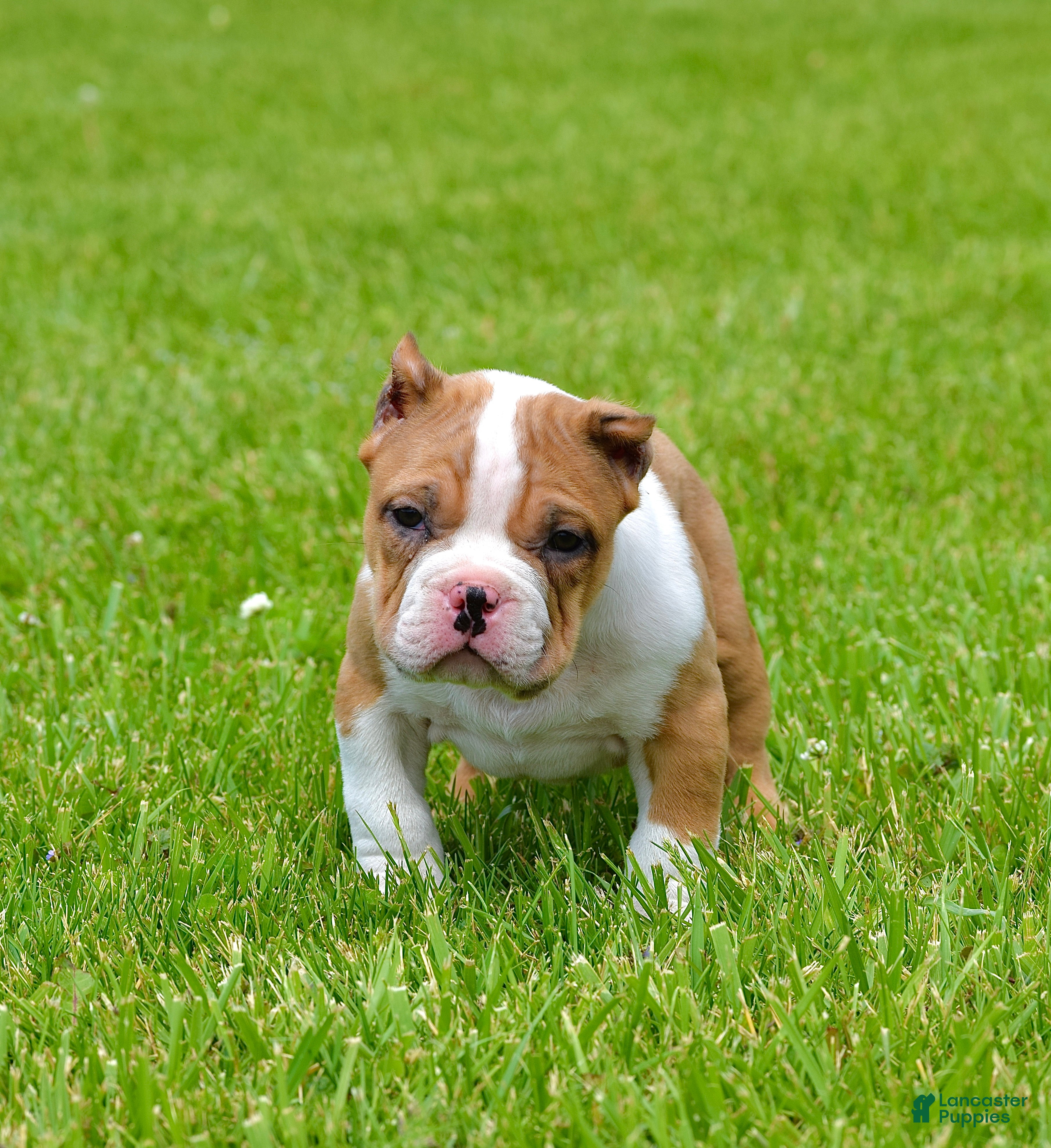 American Bully dogs American Bully Puppy 1 - Ad 1