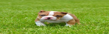 American Bully Puppy 1
