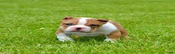 American Bully dogs for sale: American Bully Puppy 1 - Ad 1