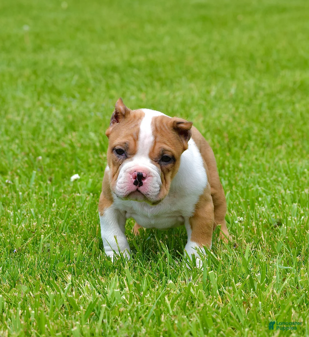 American Bully dogs for sale: American Bully Puppy 1 - Ad 1