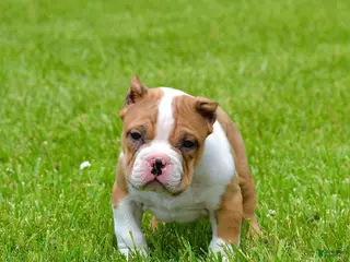 American Bully dogs for sale: American Bully Puppy 1 - Ad 1