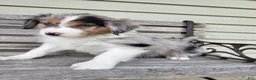 Australian Shepherd dogs for sale: June - Ad 1