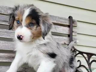 Australian Shepherd dogs for sale: June - Ad 3