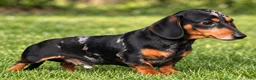 Miniature Dachshund dogs for sale:  Zion💙 - Ad 23