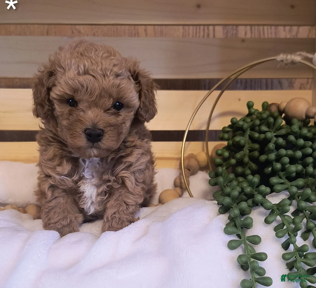 Toy Poodle dogs for sale: Toby  - Ad 4