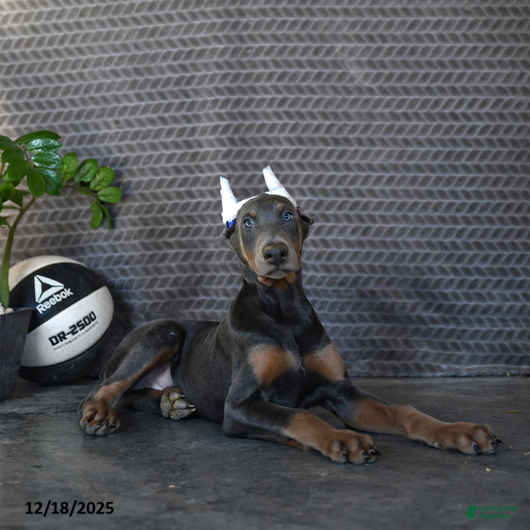 Doberman Pinscher dogs for sale: Zeke - Ad 3