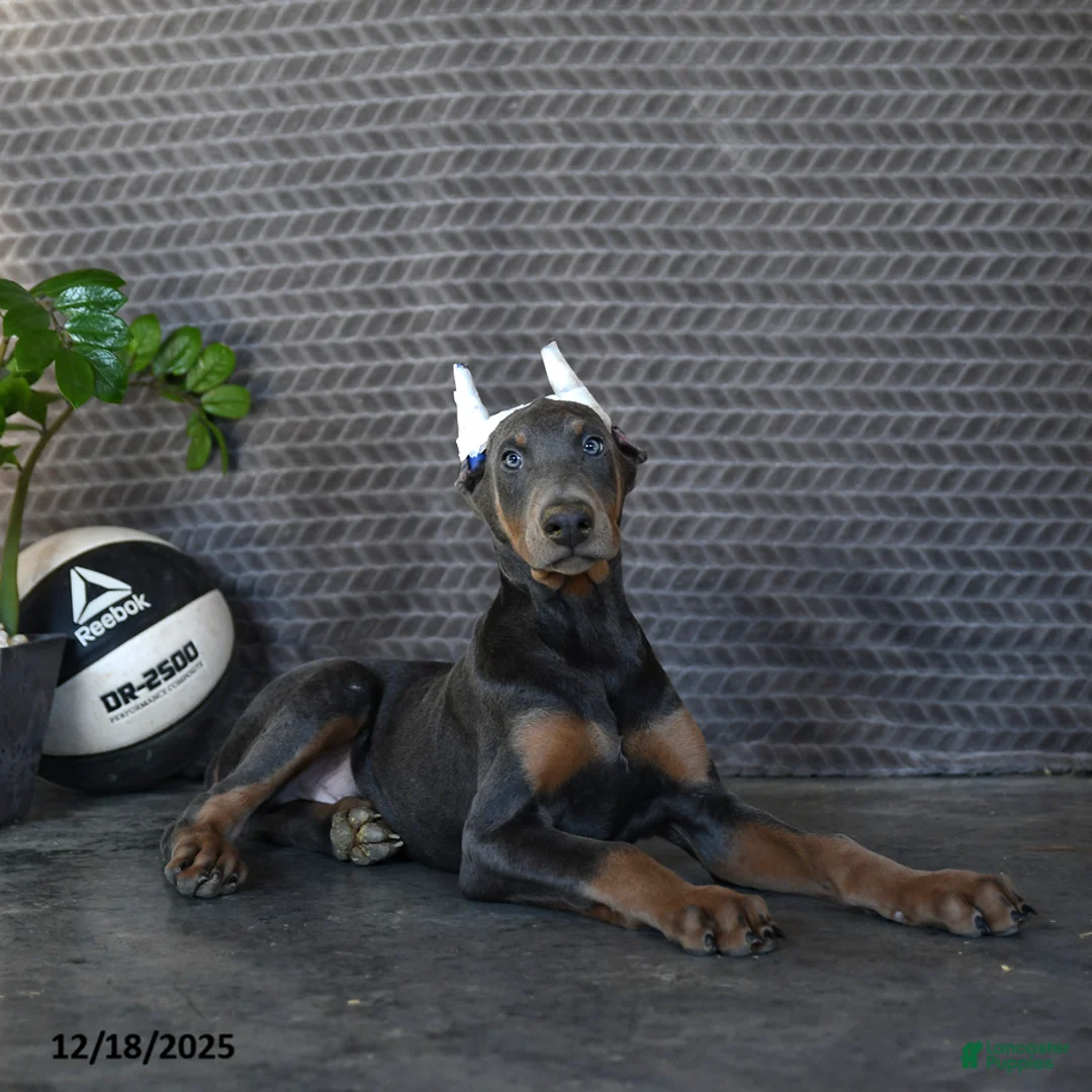 Doberman Pinscher dogs for sale: Zeke - Ad 3
