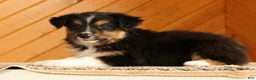 Australian Shepherd dogs for sale: Bruno - Ad 4