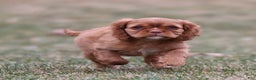 Cavalier King Charles Spaniel dogs for sale: Starburst  - Ad 3