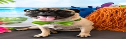 Pug dogs for sale: Pug boy  - Ad 2