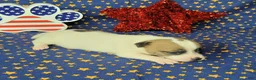 Jack Russell Terrier dogs for sale: CKC "Pilot" Delivery Available  - Ad 3