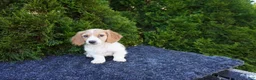 Miniature Dachshund dogs for sale: Brian - Ad 5