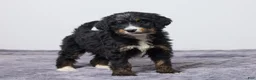 Bernedoodle dogs for sale: Kaycee - Ad 3