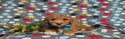 Goldendoodle dogs for sale: Ferguson Hypoallergenic - Ad 5