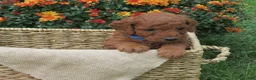 Mini Goldendoodle dogs for sale: Twix - Ad 5