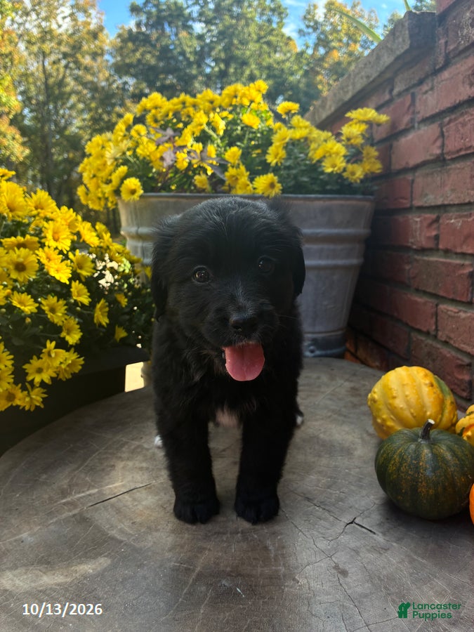 Mini Bernedoodle dogs Yoyo - Ad 2