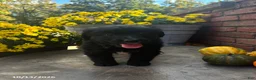 Mini Bernedoodle dogs for sale: Yoyo - Ad 2