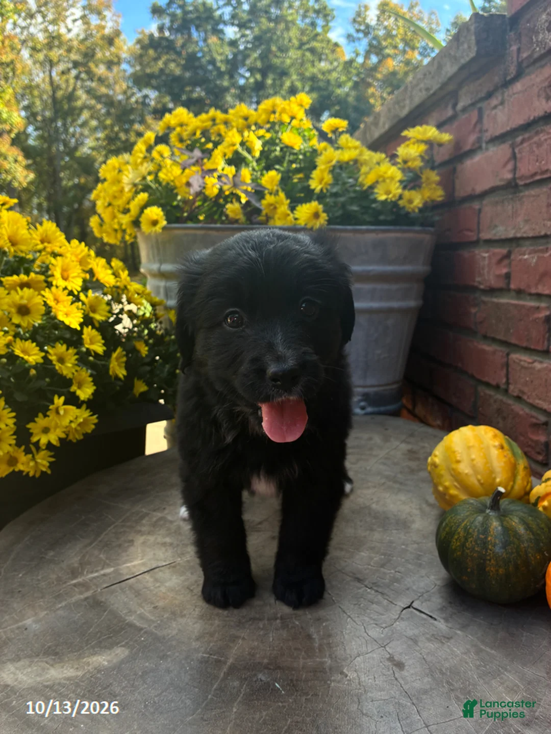 Mini Bernedoodle dogs for sale: Yoyo - Ad 2