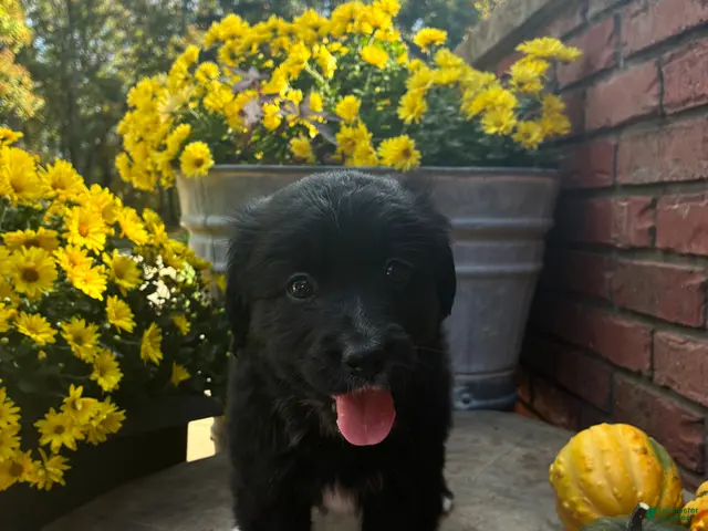 Bernedoodle dogs for sale: Yoyo - Ad 2