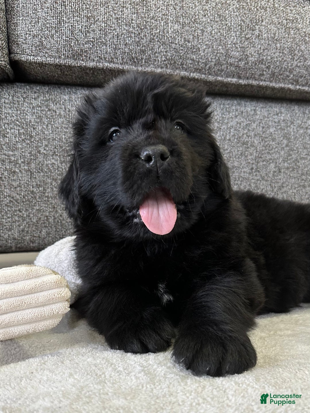Newfoundland dogs for sale: OFA,AKC,CH, “ Jackson Cancrimo” - Ad 2
