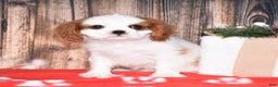 Cavalier King Charles Spaniel dogs for sale: Axel - Ad 3