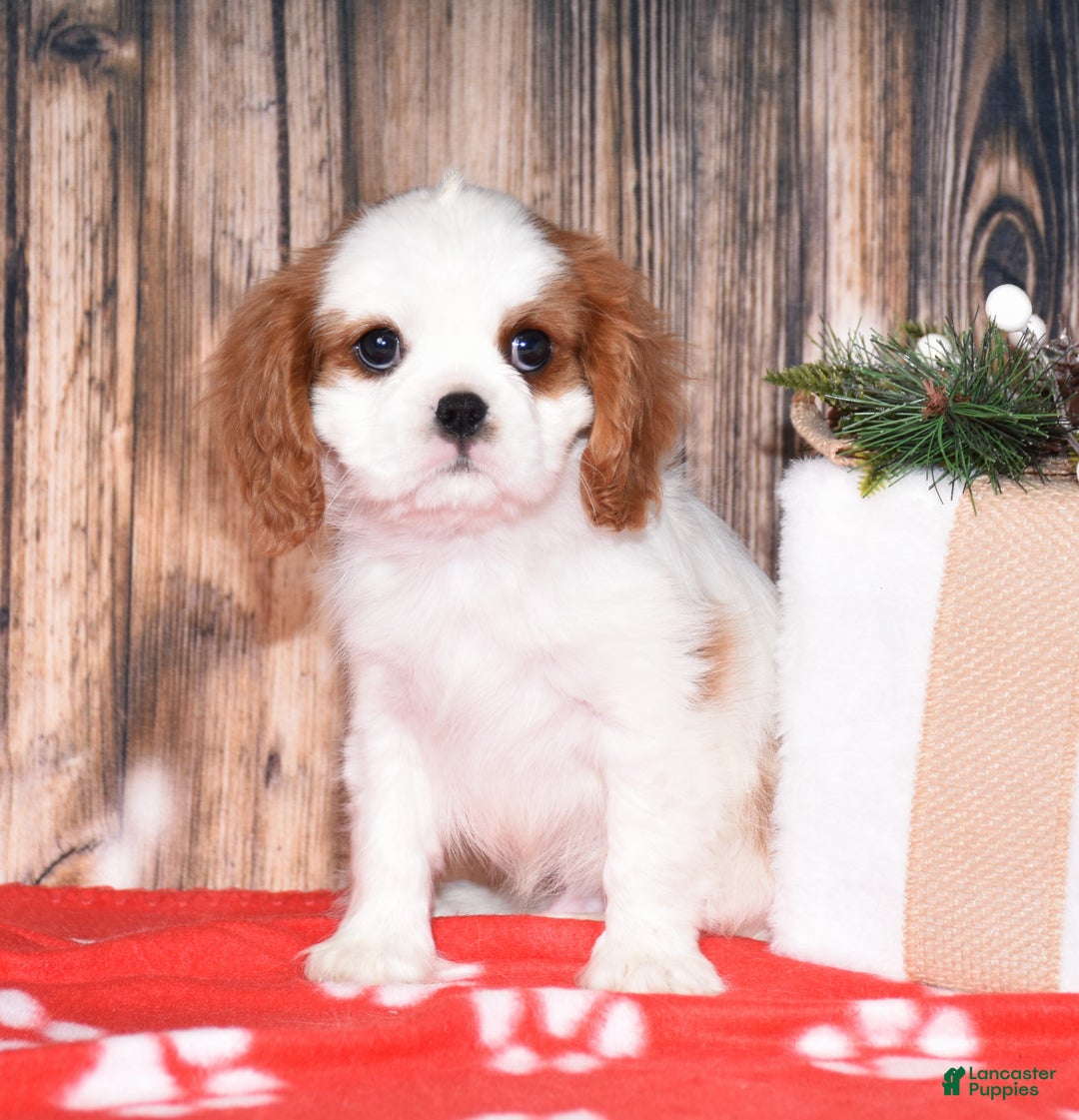 Cavalier King Charles Spaniel dogs for sale: Axel - Ad 3