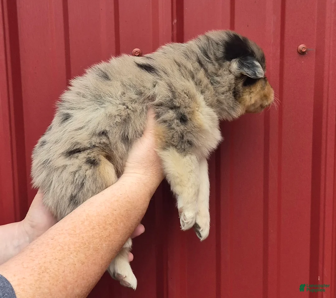 Mixed Breed dogs for sale: Mixed Breed 1 - Ad 2