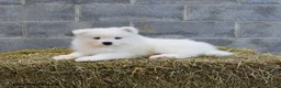 Samoyed dogs for sale: Arctica - Ad 3