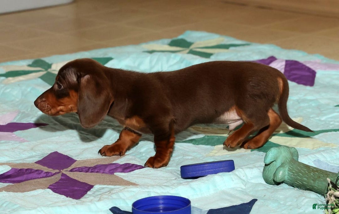 Miniature Dachshund dogs for sale: Cooper - Ad 10
