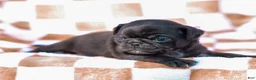 Pug dogs for sale: Emberly - Ad 3
