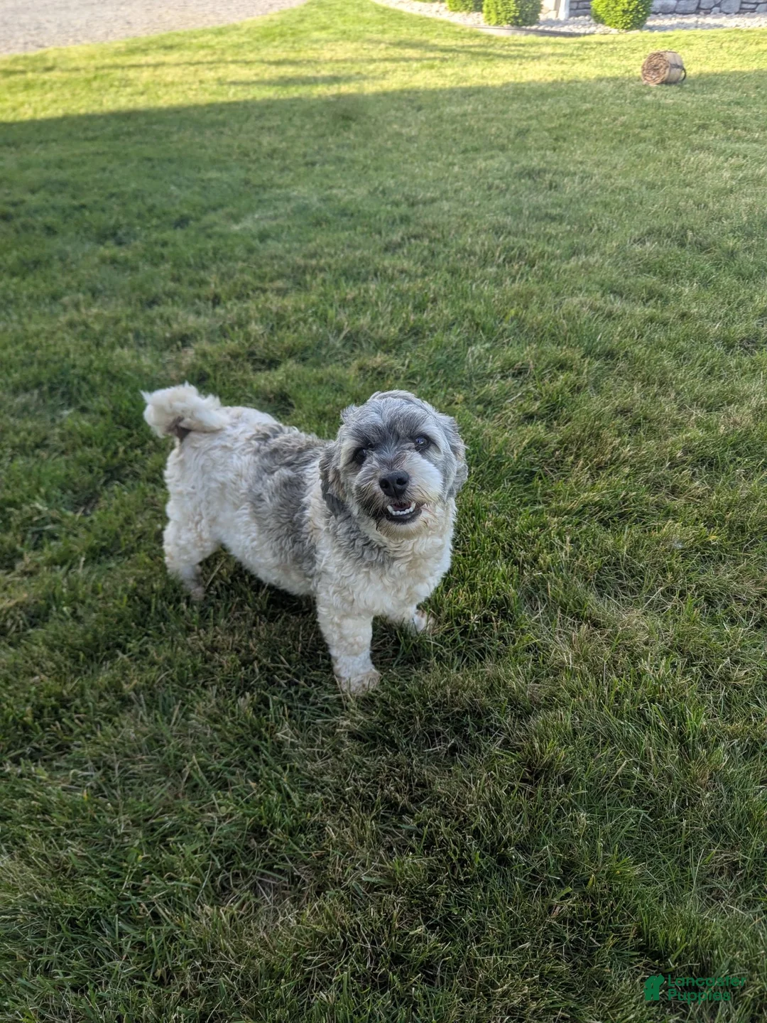 Havanese dogs for sale: Otis  - Ad 5