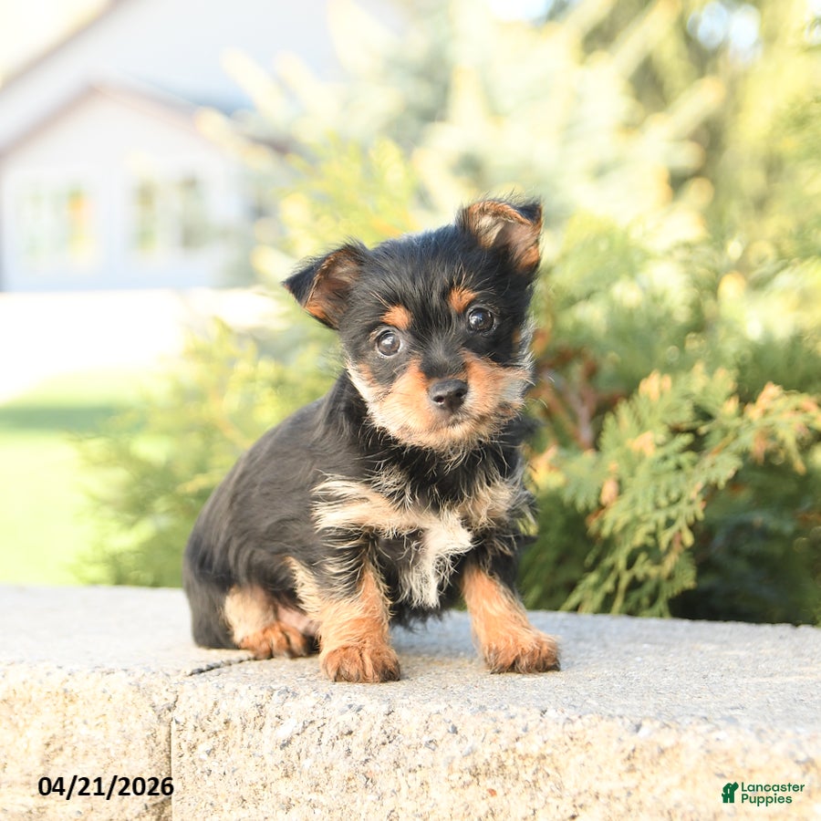 Yorkshire Terrier dogs Ziggy - Ad 1