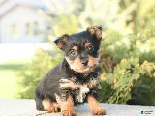 Yorkshire Terrier dogs for sale: Ziggy - Ad 2