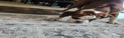 Boxer dogs for sale: Lady - Ad 21