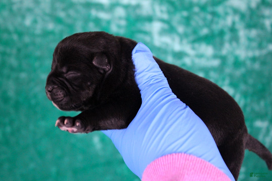 American Bully dogs for sale: Black/White Male - Ad 11