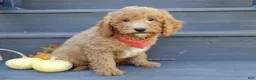 Mini Goldendoodle dogs for sale: Sammy - Ad 4