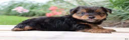 Yorkshire Terrier dogs for sale: Coffee  - Ad 5