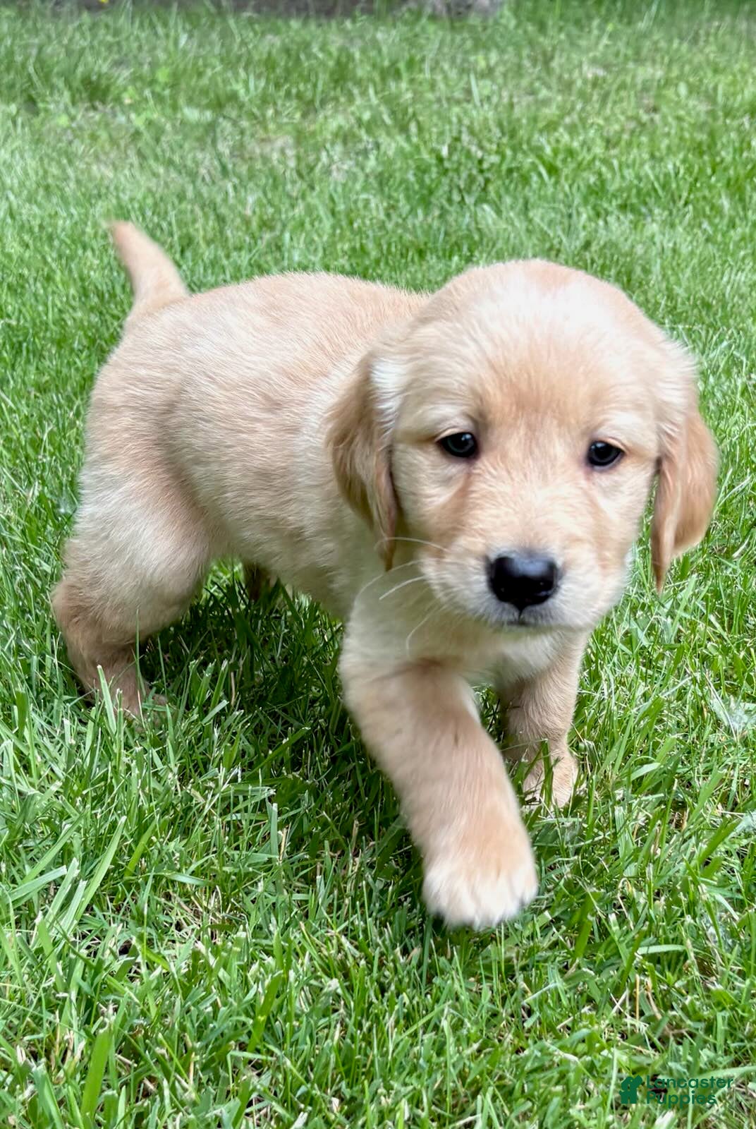 Golden Retriever dogs for sale: Golden Retriever 1 - Ad 4