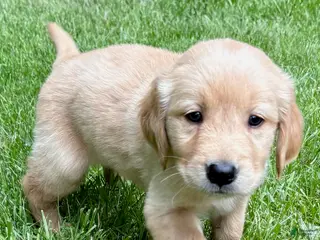 Golden Retriever dogs for sale: Golden Retriever 1 - Ad 4