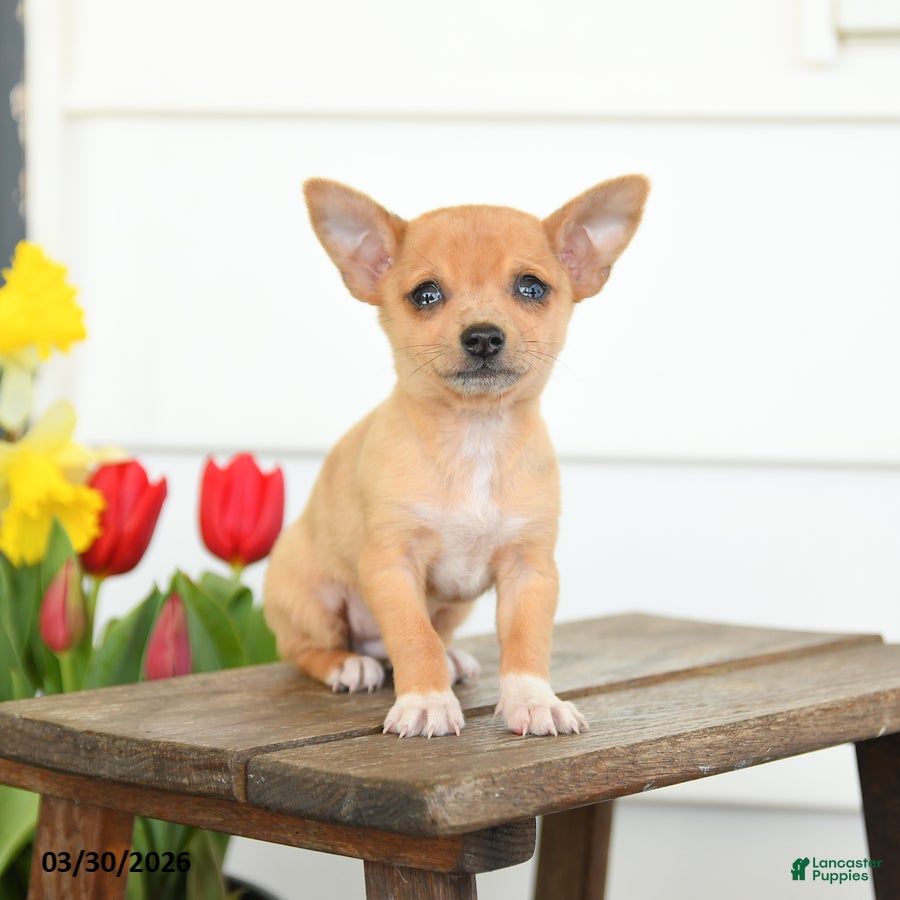 Chihuahua dogs Buster - Ad 2