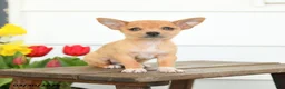 Chihuahua dogs for sale: Buster - Ad 2