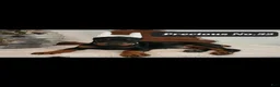 Doberman Pinscher dogs for sale: CANYON - Ad 10