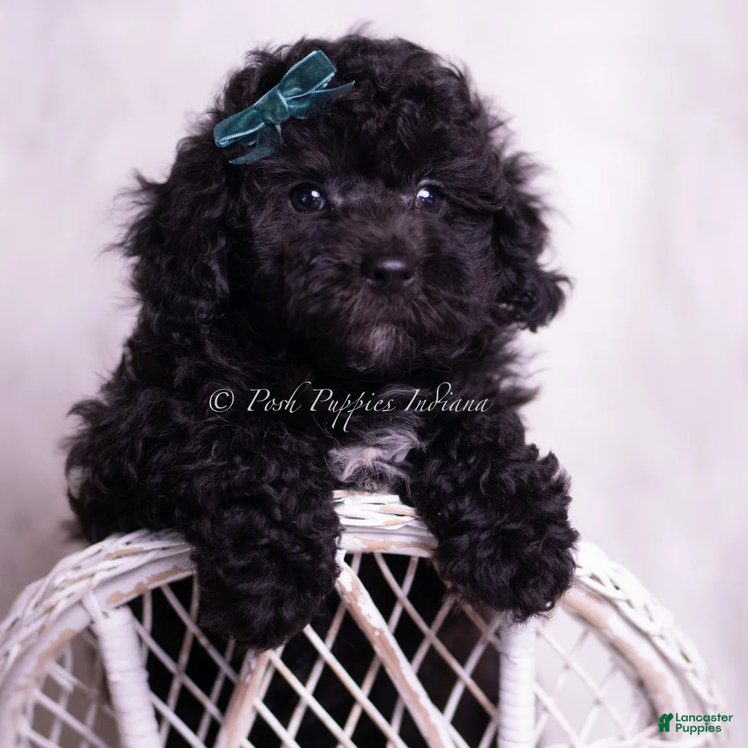 Miniature Poodle dogs for sale: Lemonheart - Ad 1