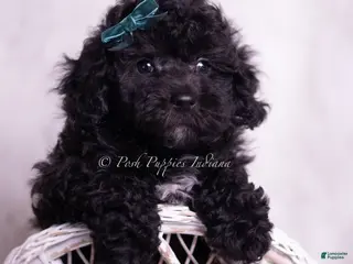 Miniature Poodle dogs Lemonheart - Ad 19