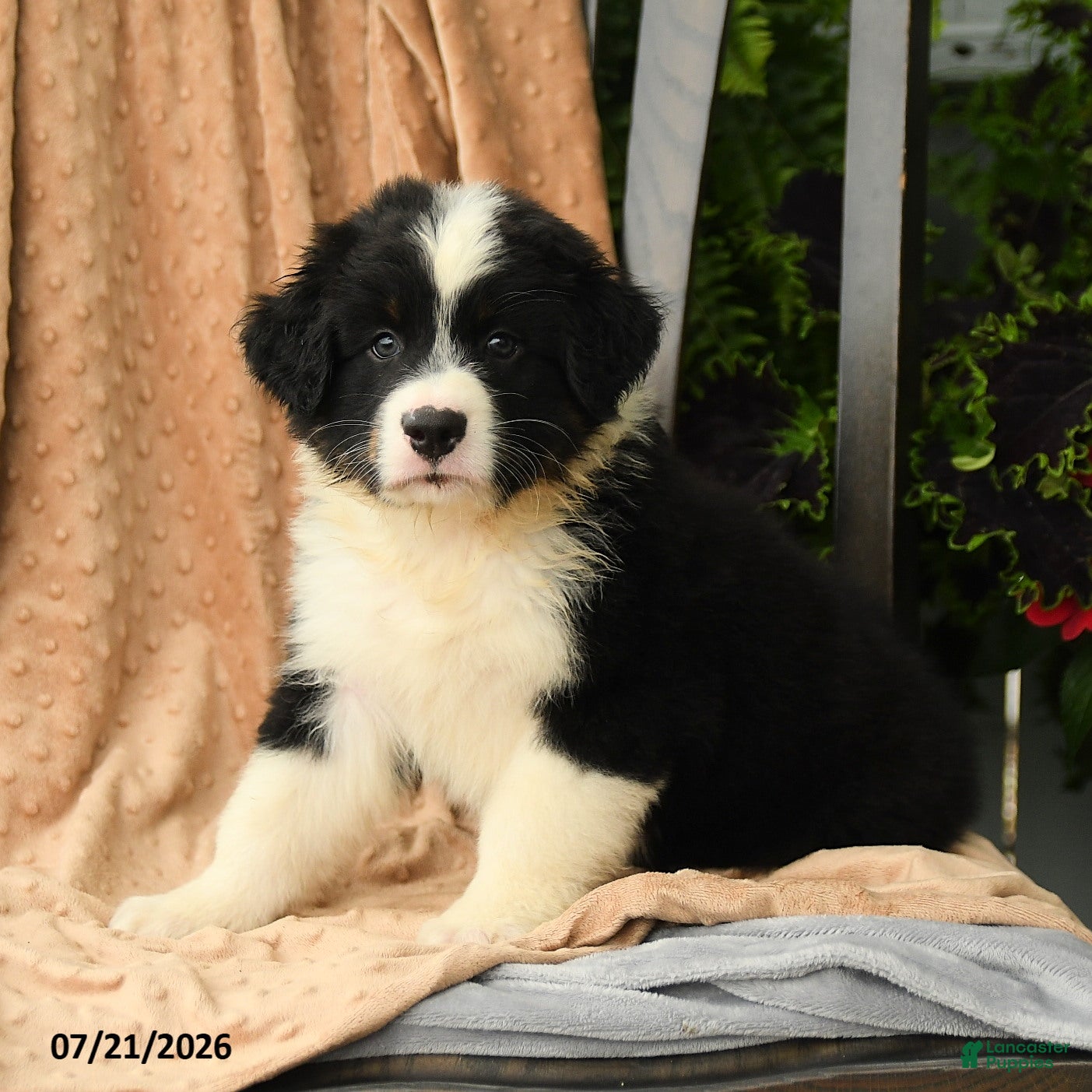 Australian Shepherd dogs Mason - Ad 2