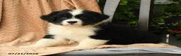 Australian Shepherd dogs for sale: Mason - Ad 2