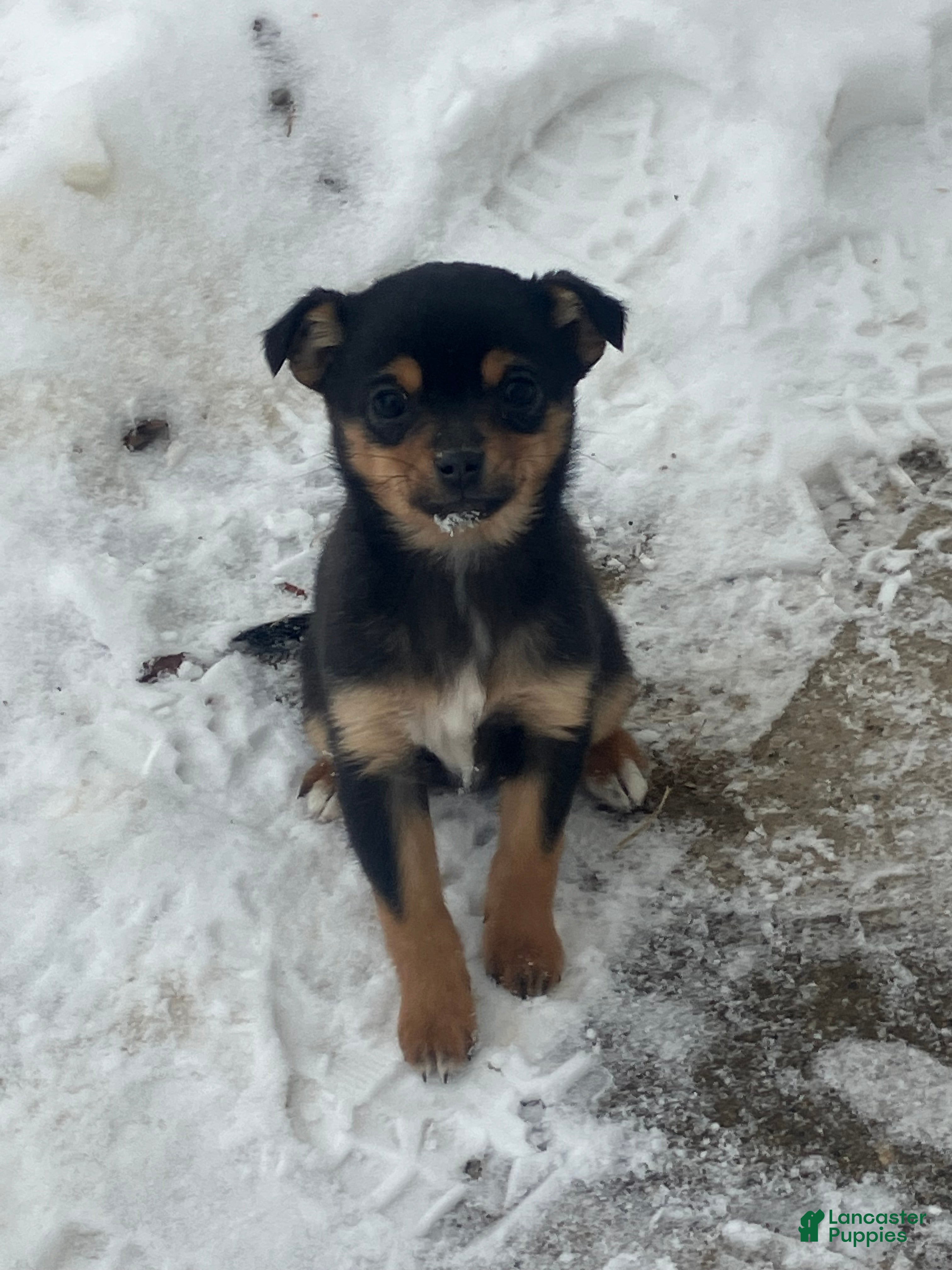 Mixed Breed dogs Nancy - Ad 18
