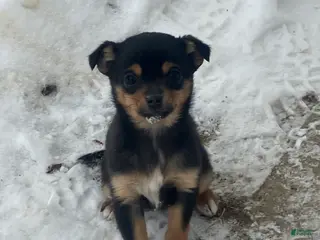 Mixed Breed dogs Nancy - Ad 18