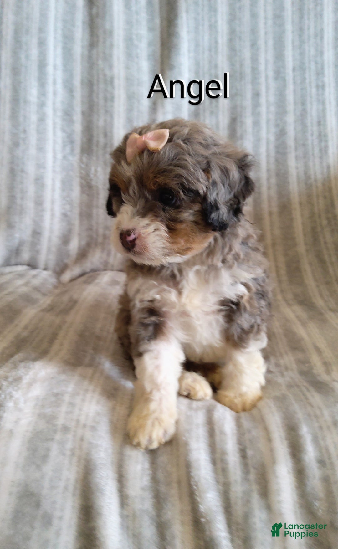 Mini Bernedoodle dogs for sale:  Angel  - Ad 8